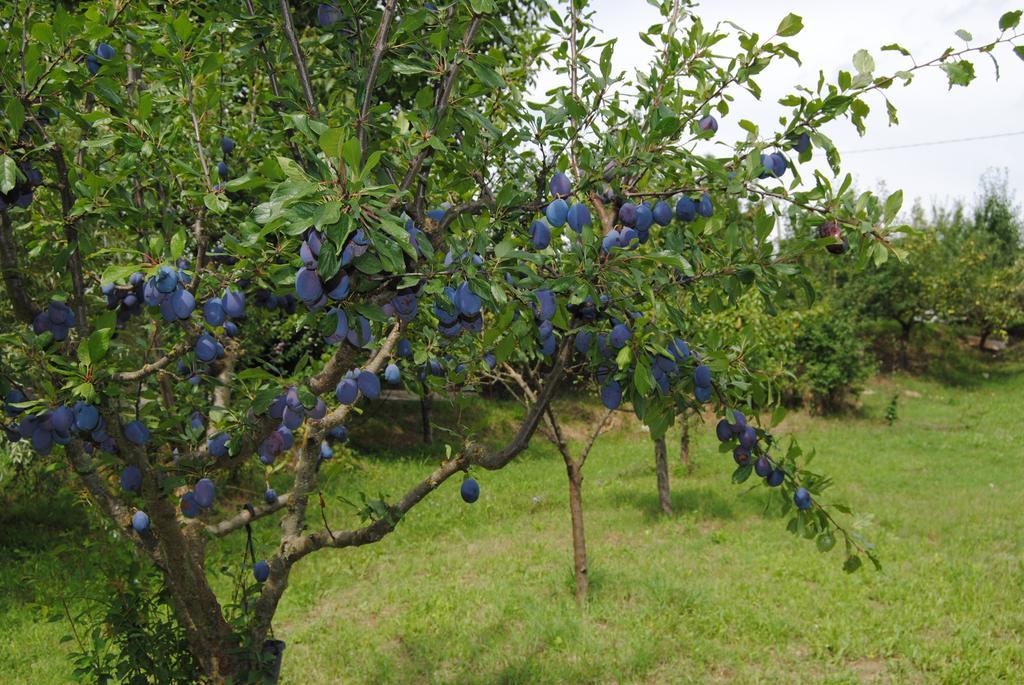 Вілла La Chiusuraccia Барберино-ді-Муджелло Екстер'єр фото